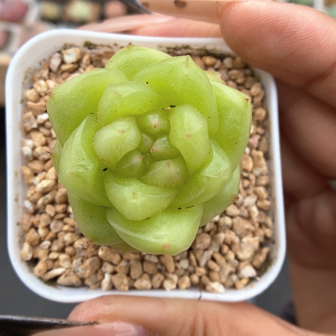 玉芷珍妮506号。     