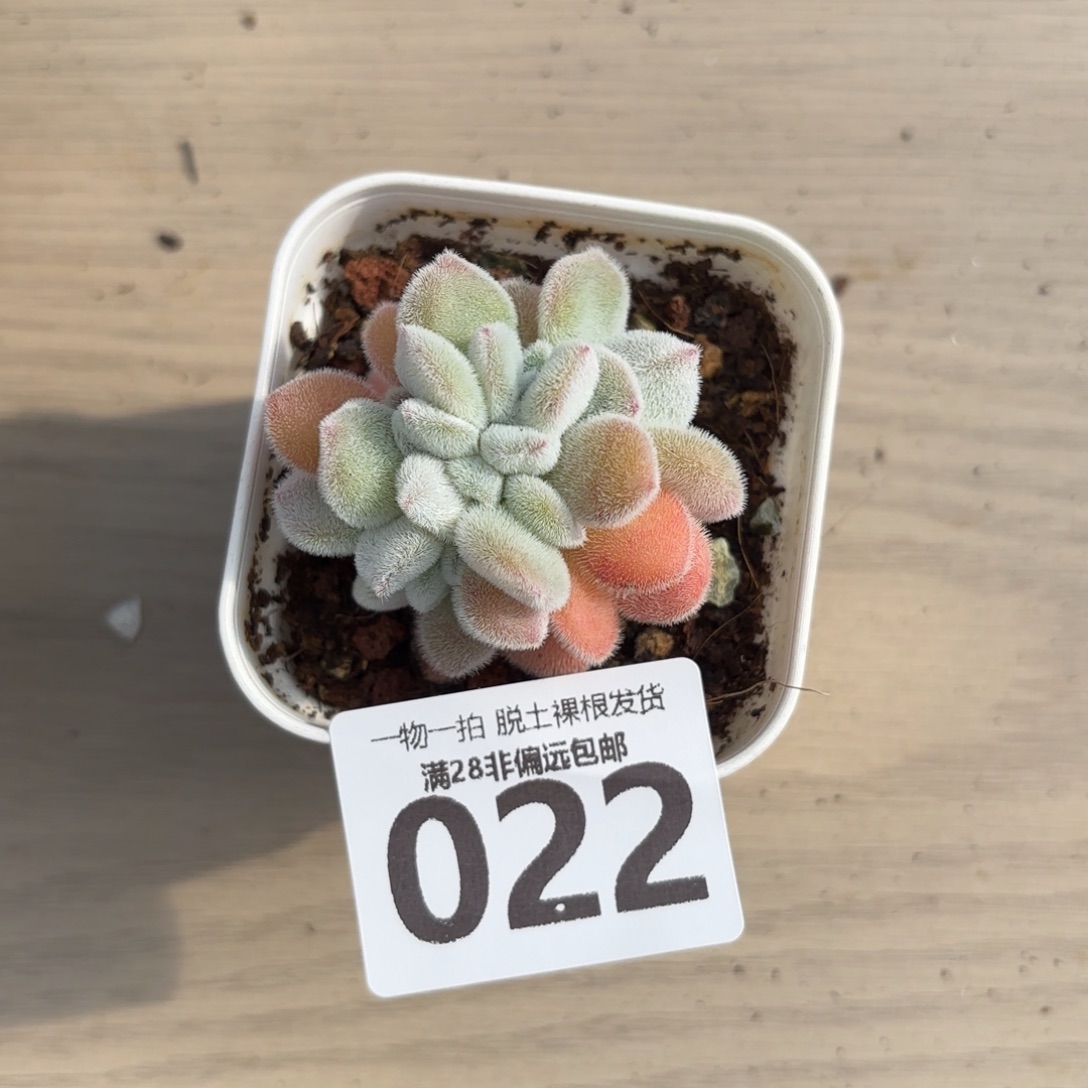 雪晃星无盆土发货