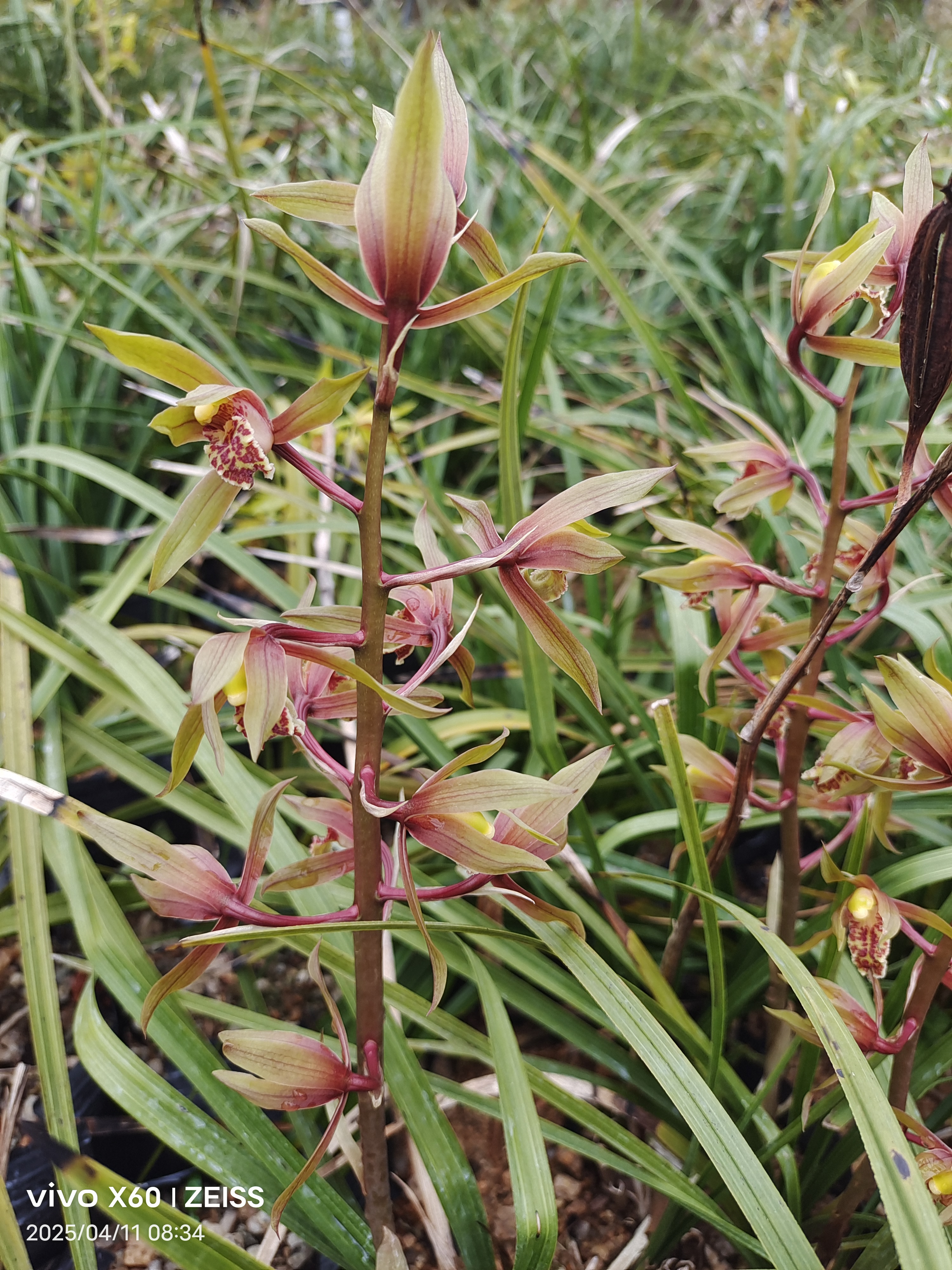 兰花浓香型花卉绿植盆栽苗办公室阳台庭院露天自然养殖非常好养活