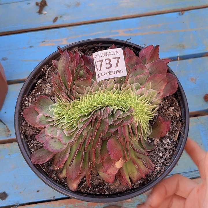 737海王缀多肉植物