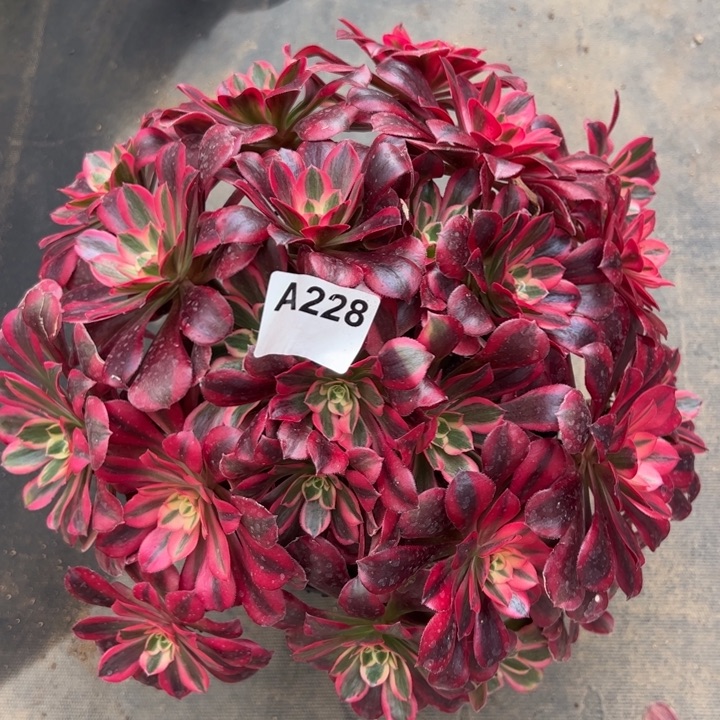 228美杜莎30厘米左右朵朵