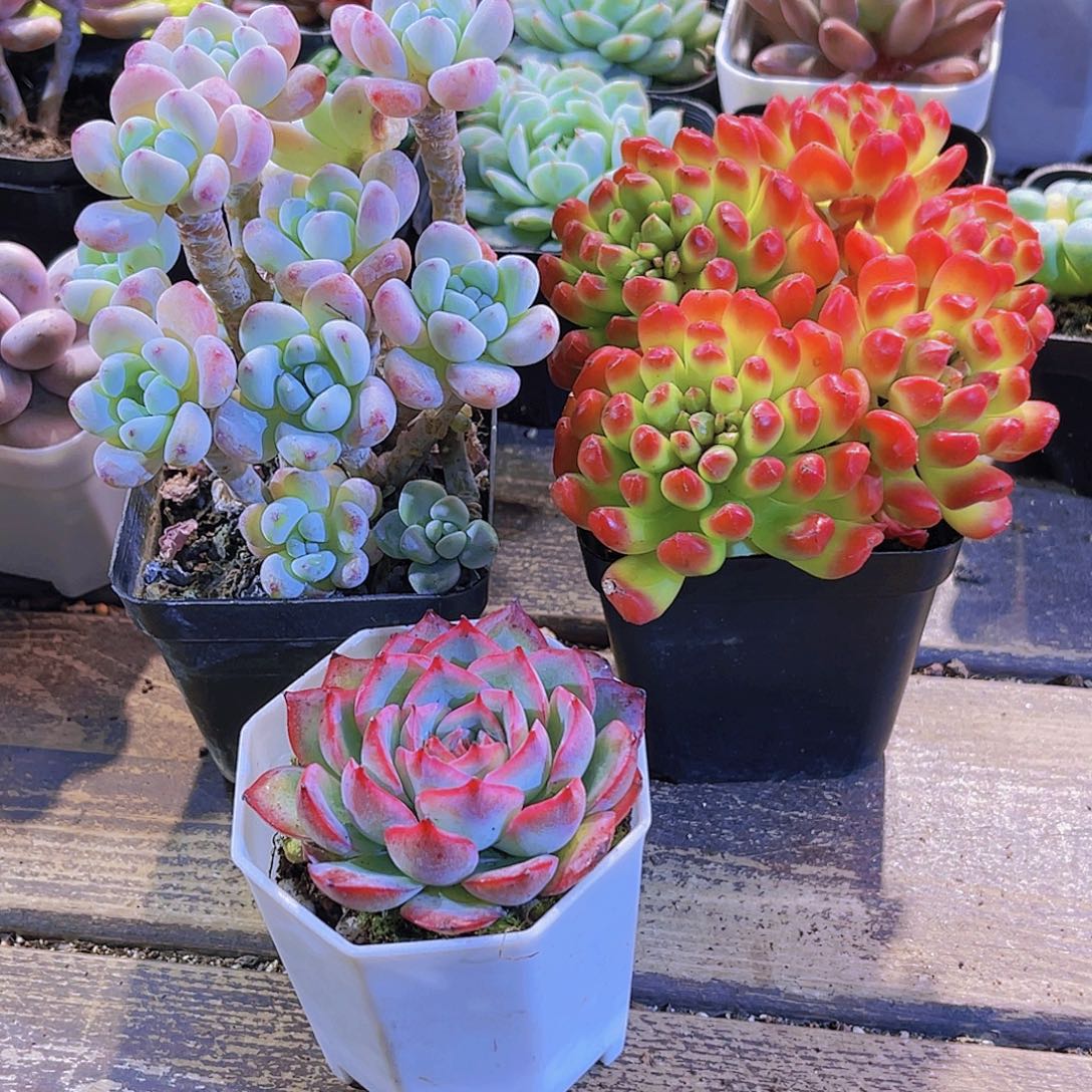 罗琦。红灯笼 侧影
