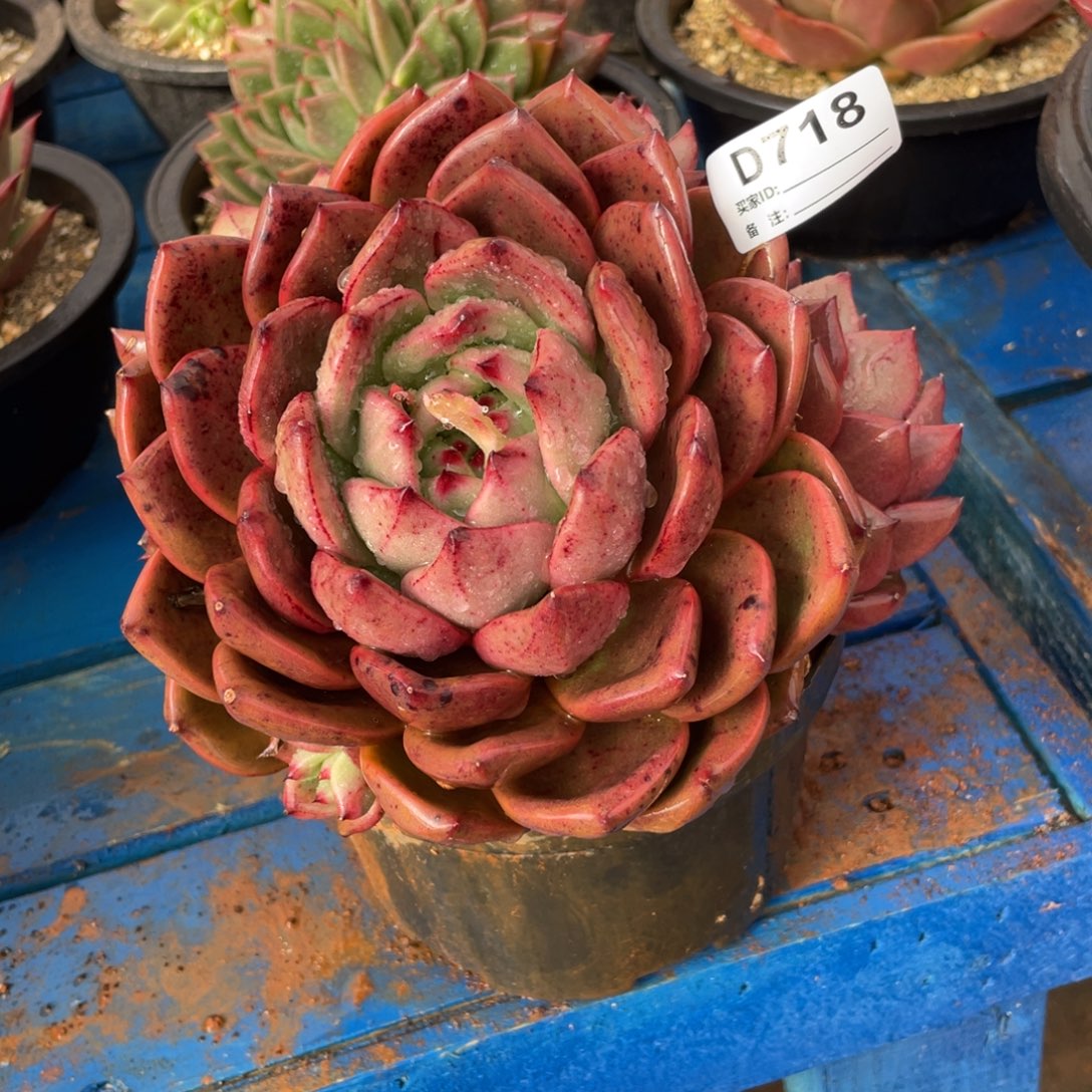 无花朵若如东云组拍D718