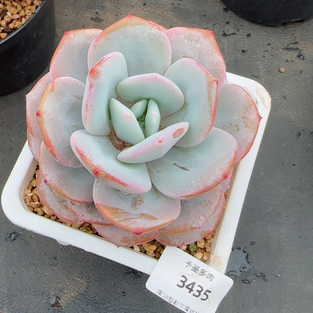 奶茶，3435多肉植物