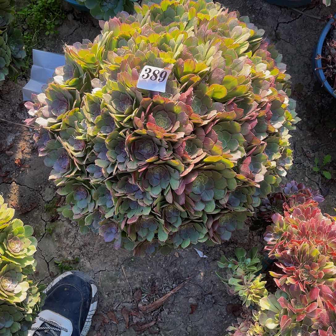 万圣节法师多肉3-11