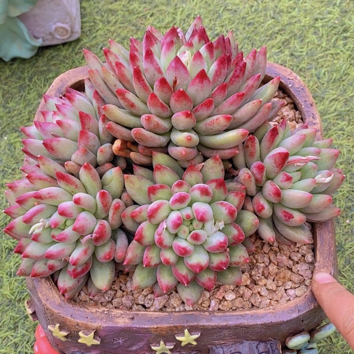 是因为一件让他开心
