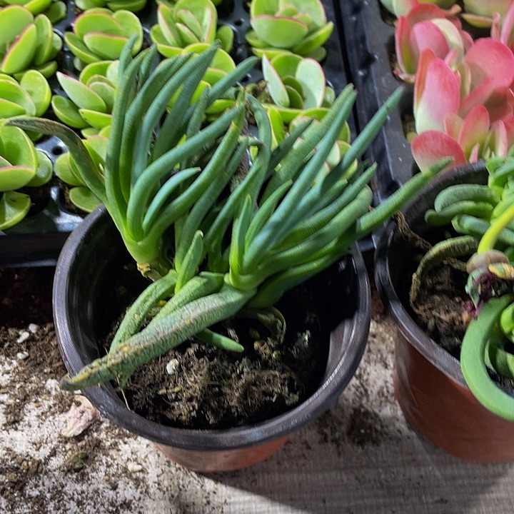 大奔龙带盆土发过