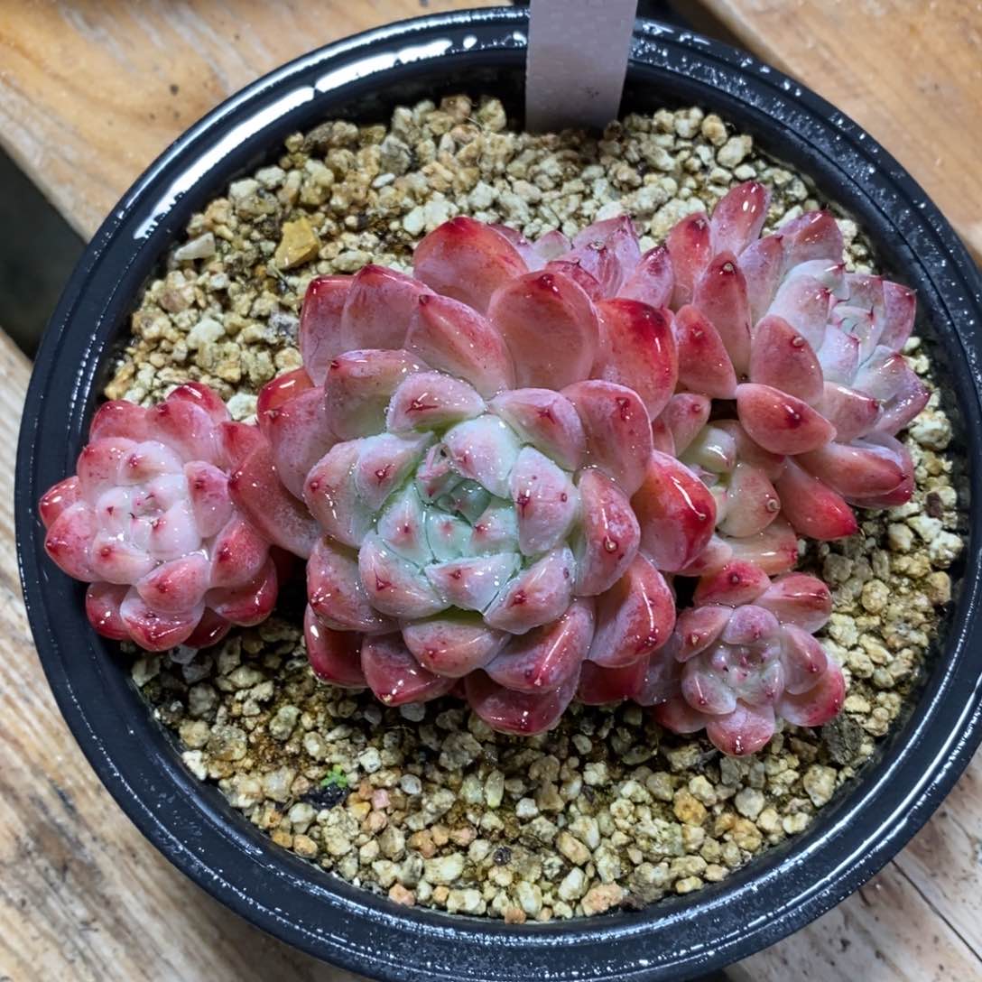 自助下单一物一拍_多肉