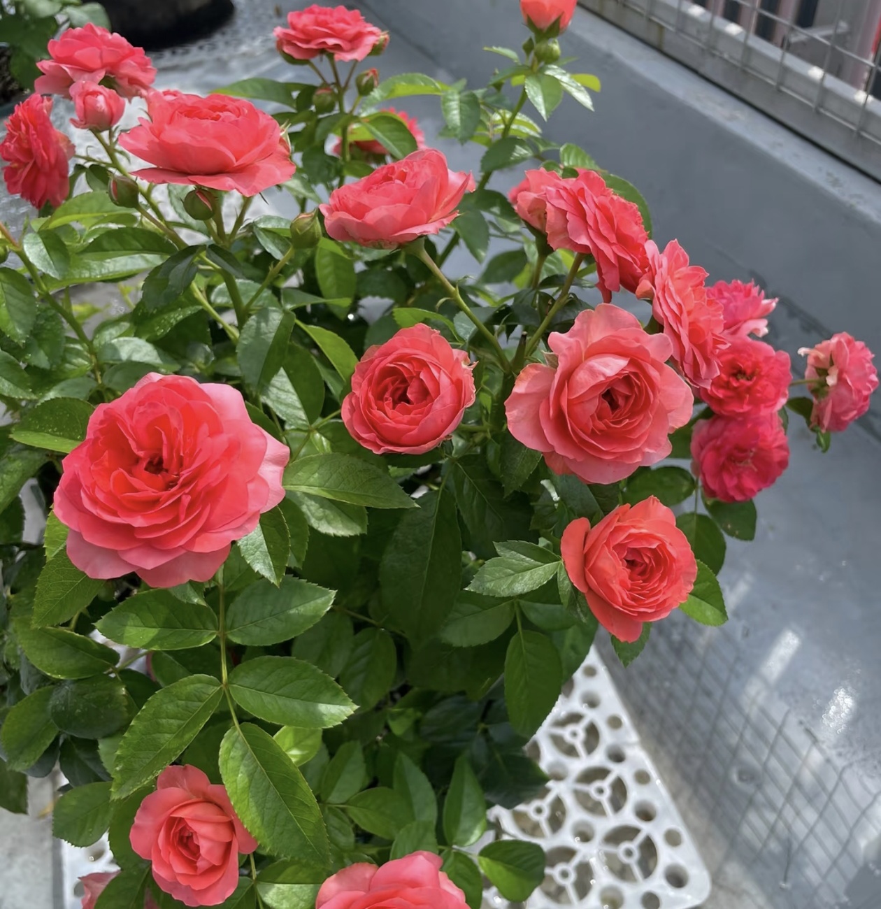 【香奈儿阳台】多颗舞女花园抗病性强花卉绿植月季盆栽