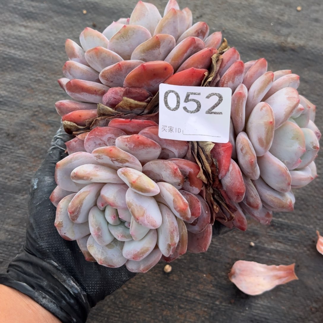 颜***玉052号新疆西藏内蒙古不包邮的不售后