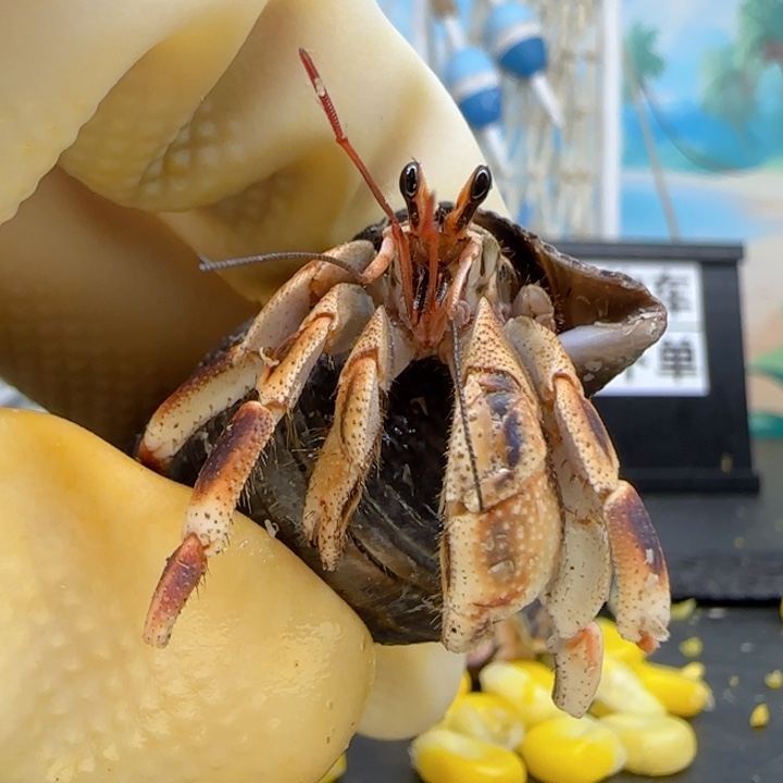 A83烤糊色 马深1.6cm口径