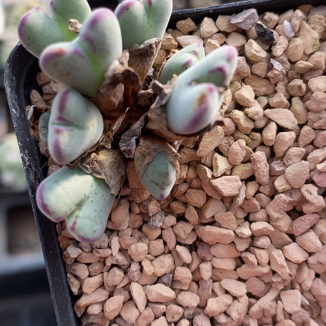 340沙文利亚一颗。     