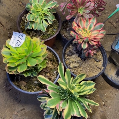5盆多肉植物2272