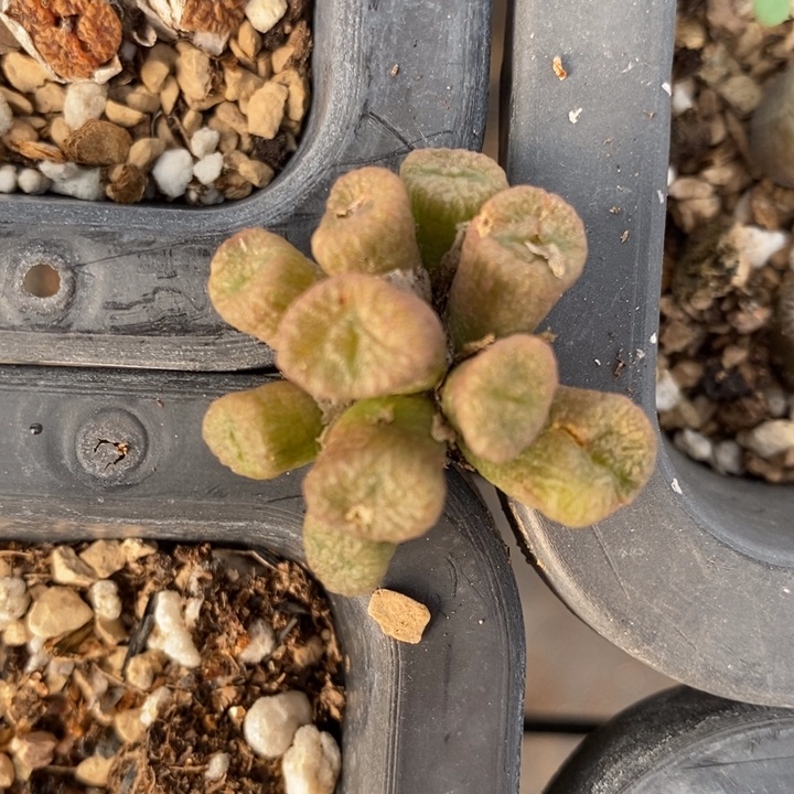 2245一群流水铜壶