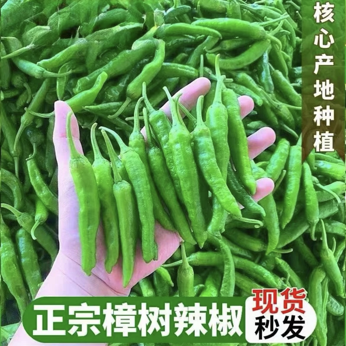 【顺丰包邮】樟树原种土辣椒湖南品种微辣薄皮小青椒湘菜新鲜农家种