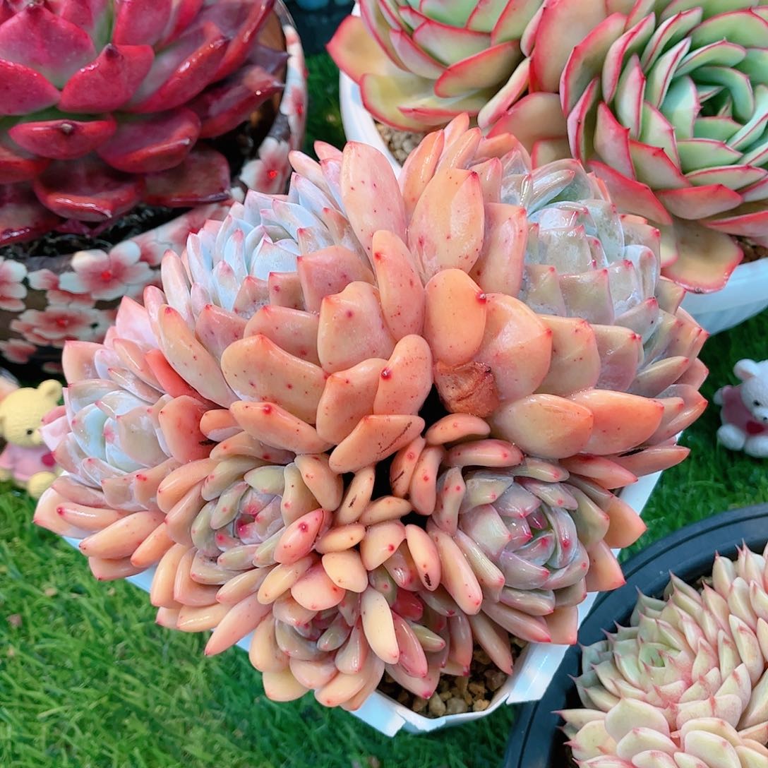 7头奶油橙梦露自然群多肉