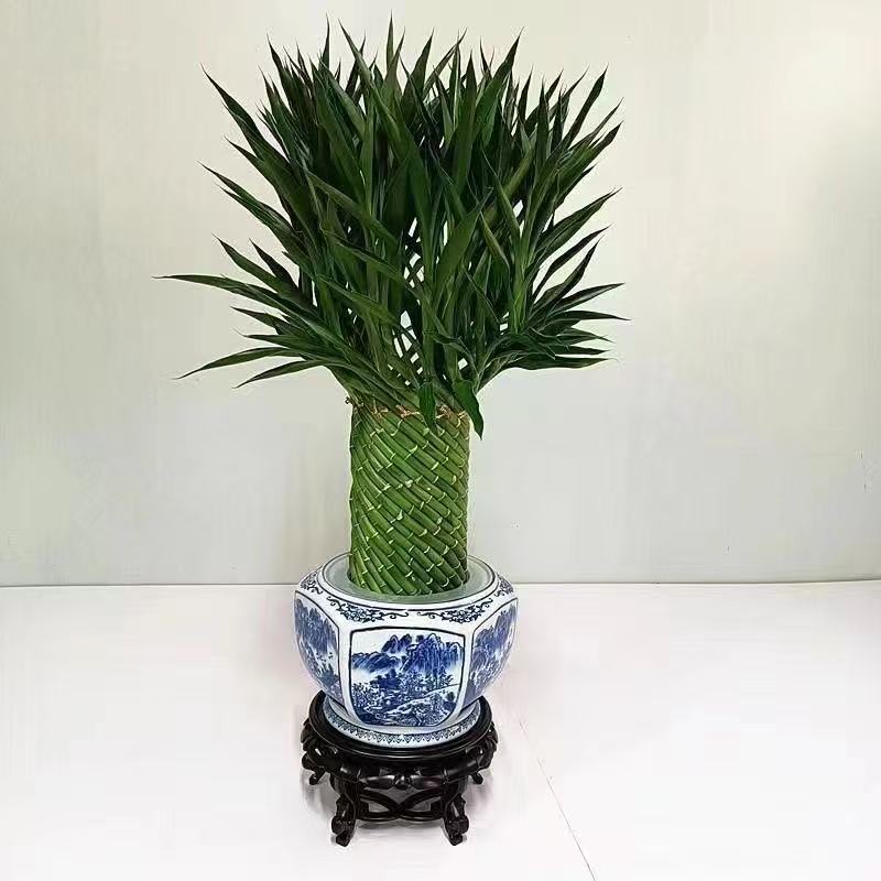 编织招财竹富贵竹水培花卉水养发财竹客厅办公室带根盆栽大型绿植