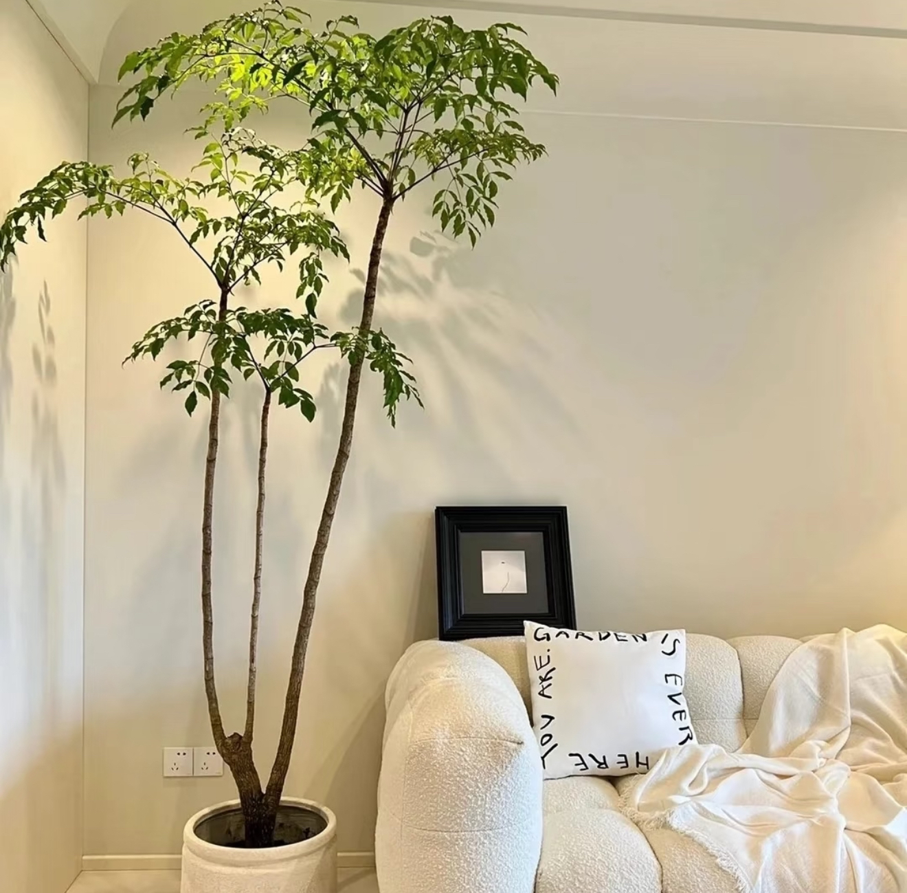 幌伞枫原生幸福树绿植室内客厅大型植物盆栽老桩懒人落地大型绿植