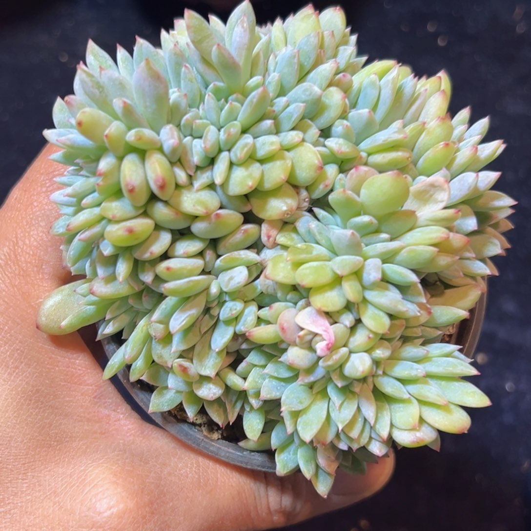 新年快乐 新年快乐