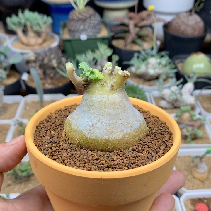 块根琉桑母本带盆5cm