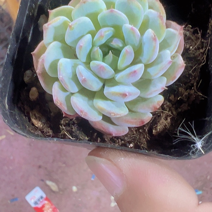 ?**沫白胖子精品多肉植物