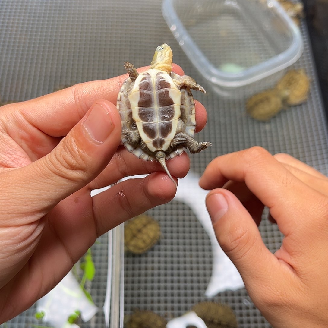 母绿毛龟鲨***鱼4号 30