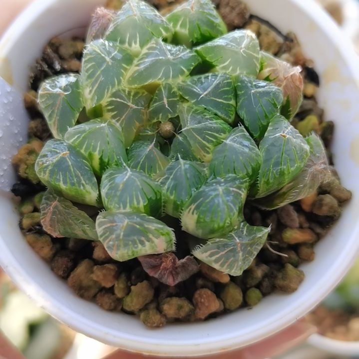 164号夏沫玉露锦糊斑趋势一物一拍带盆土发货