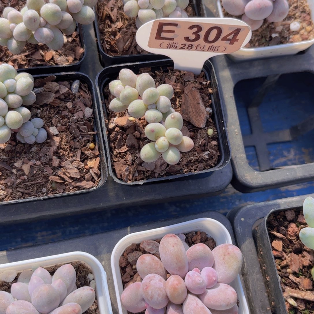 E304仙子奶一物一拍