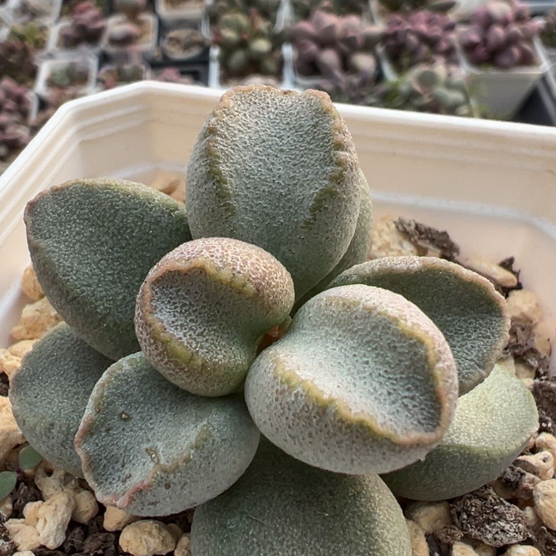 特价实生花型单头纯木质桩多肉