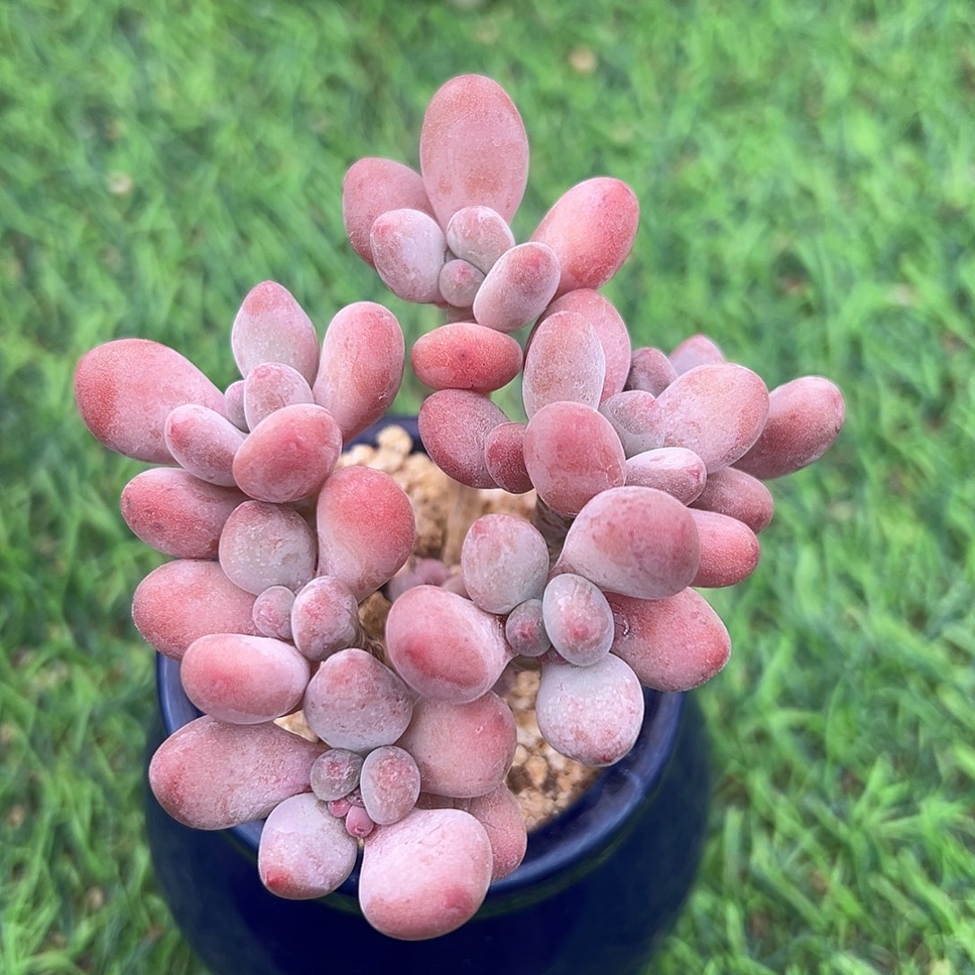 啊石榴籽星影小树福利