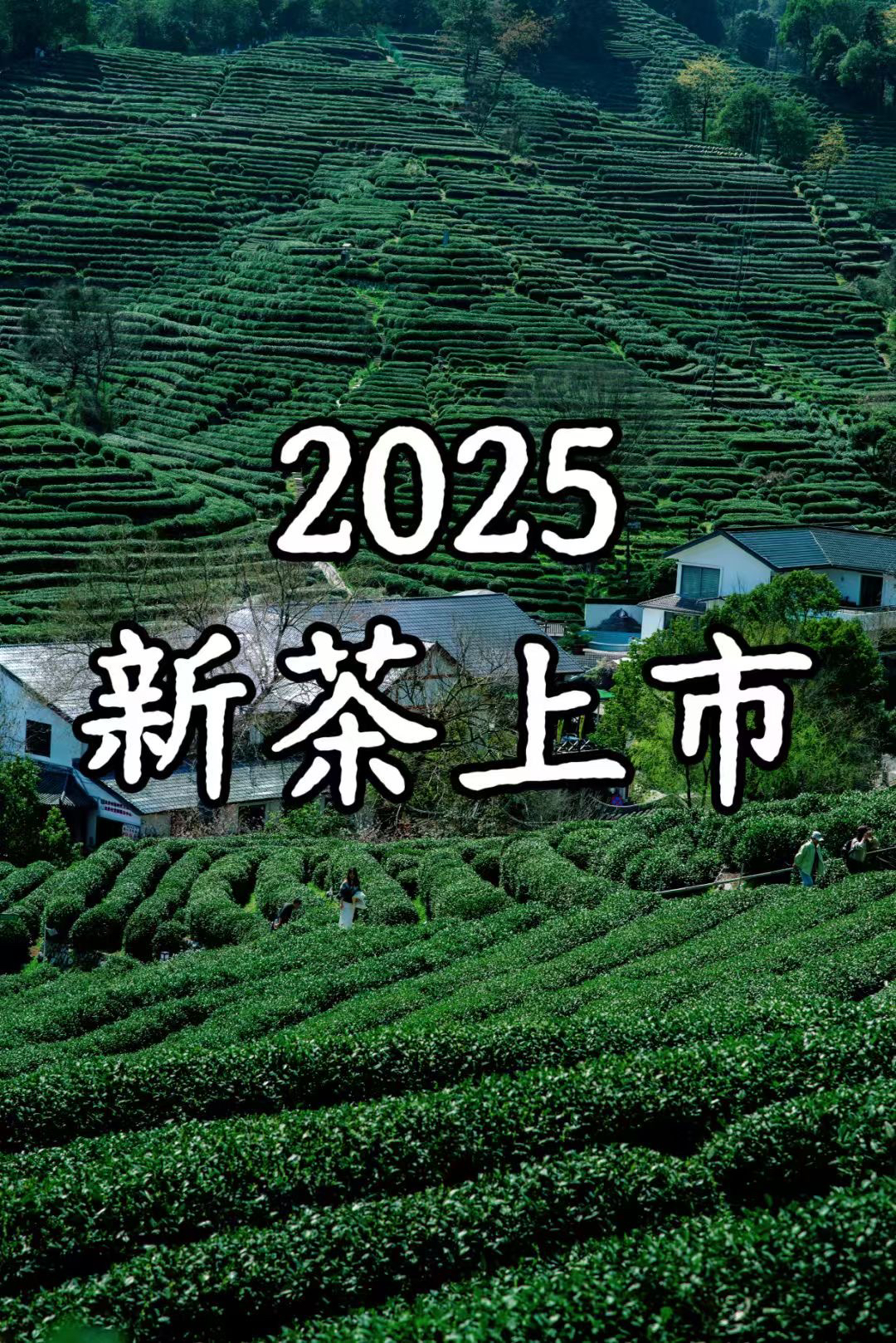 2025年明前龙井茶