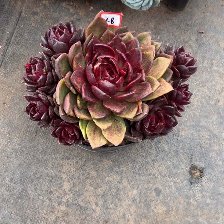 阿***乐精品多肉植物老桩杂交系列