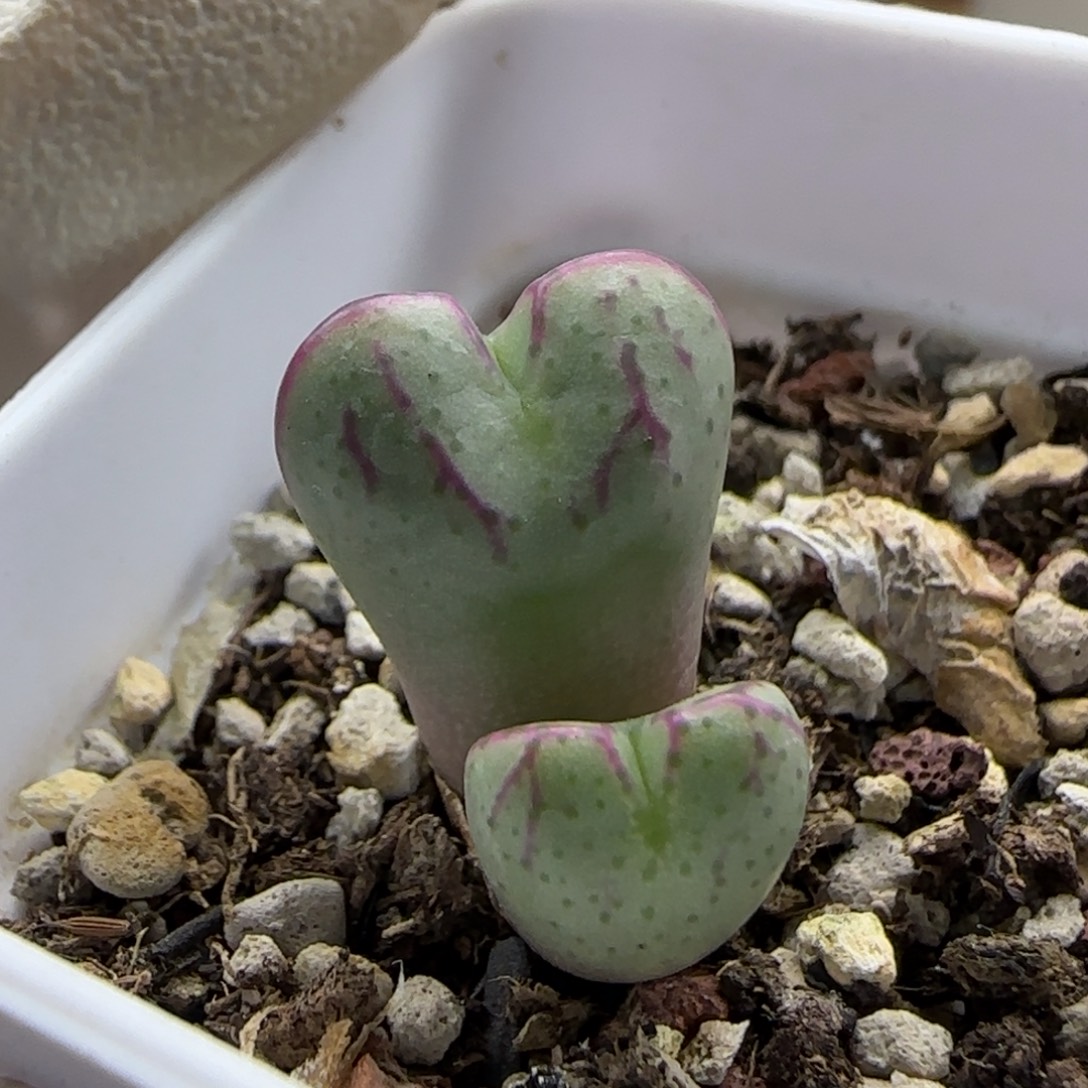 11-7-4-1当天满38包邮福利少将杂脱土