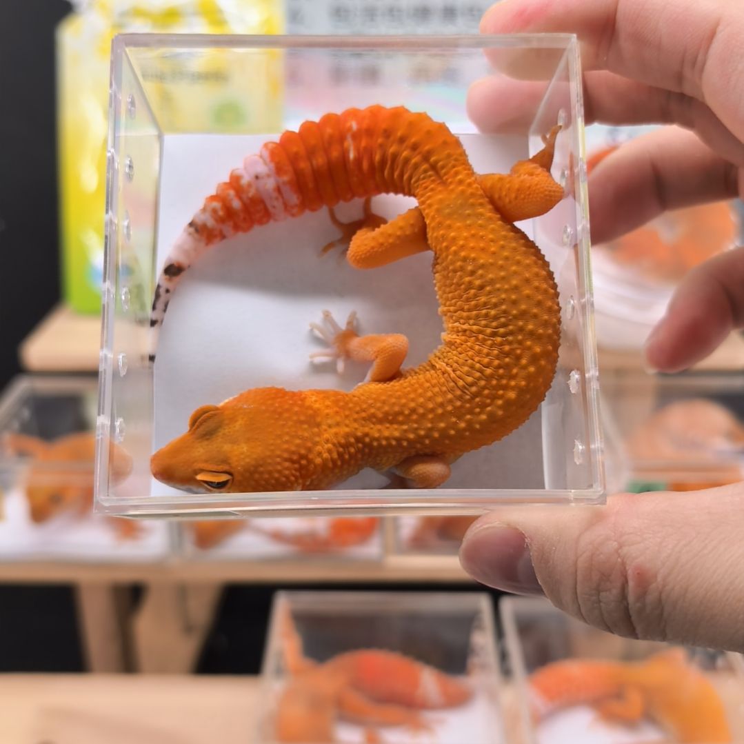 豹纹守宫蜜橘小亚成母8.19出壳体重28克