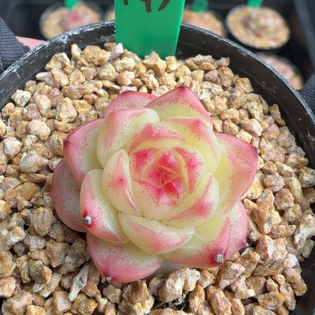 多肉193  糖心 5厘米盆