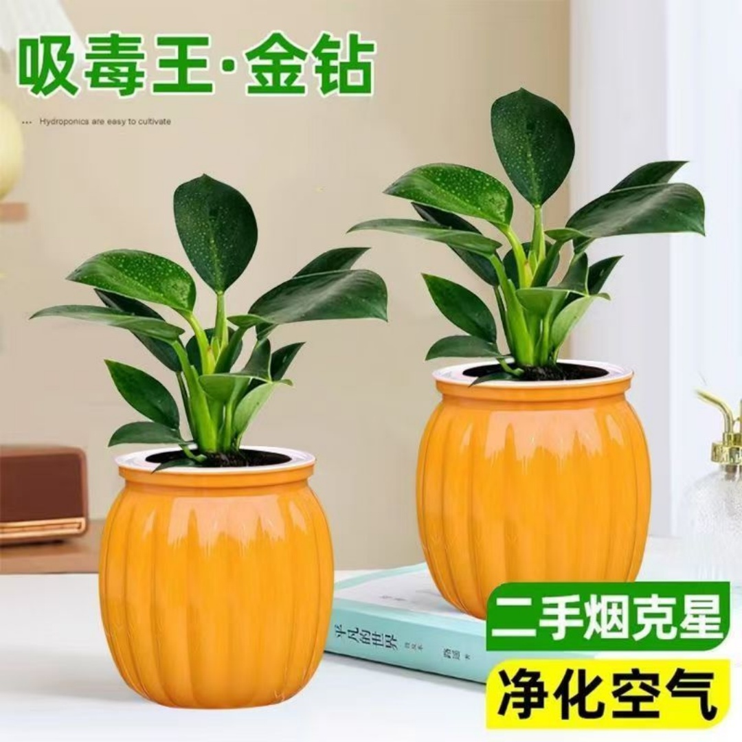 【金钻】优质苗多肉绿植阳台办公室内外精选植物花卉盆栽懒人好养活