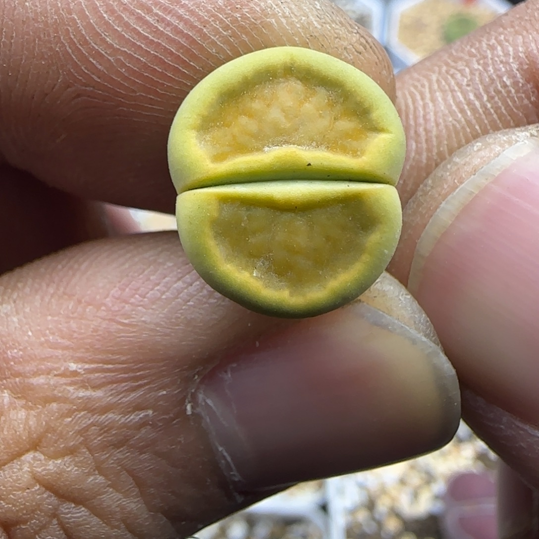 624 生石花大棚直播