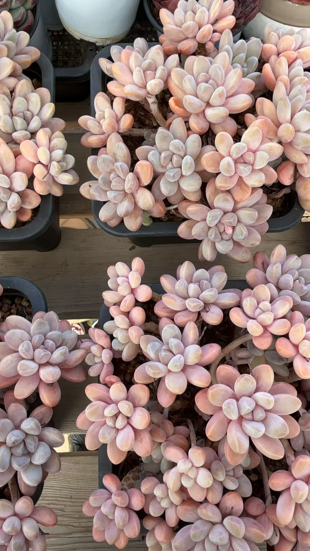 S级控养香芋大群   多肉绿植