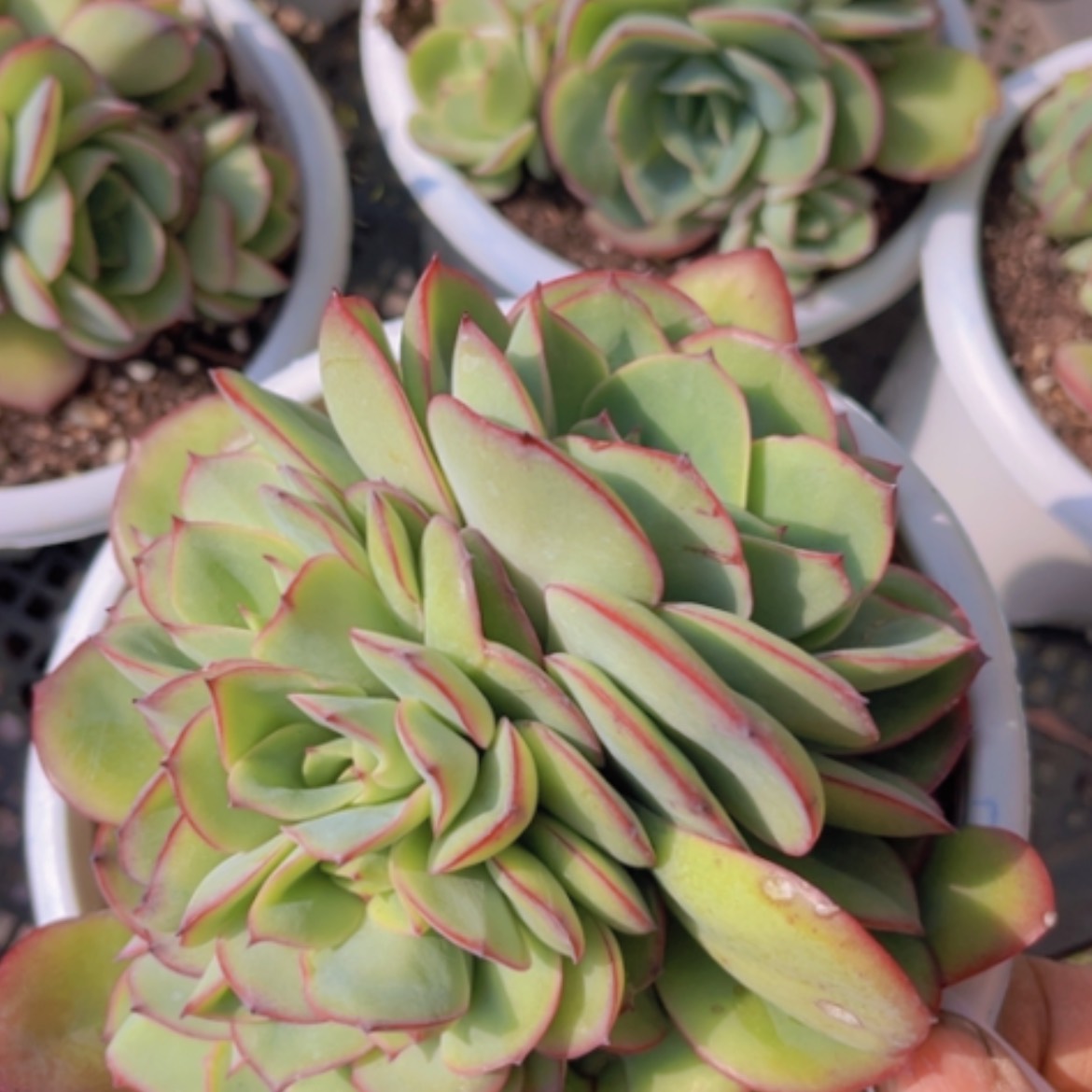 【闪购商品】牡丹亭缀22149