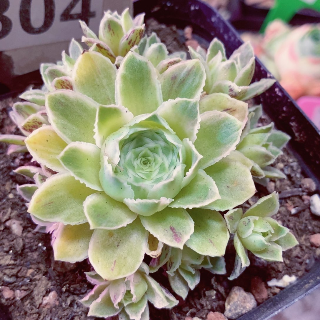 蕾丝秋夕福利一物一拍007