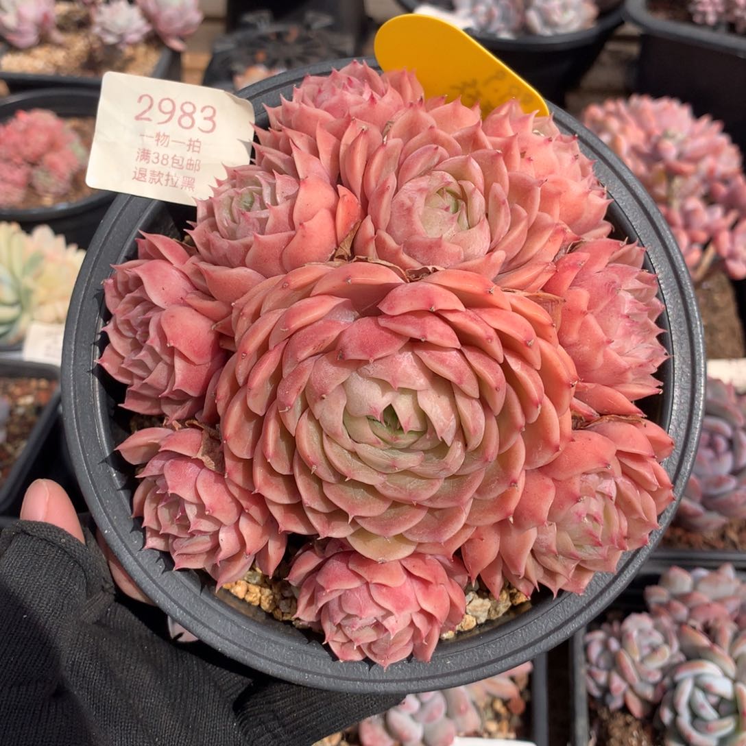 15厘米10头手捧昂斯诺2983