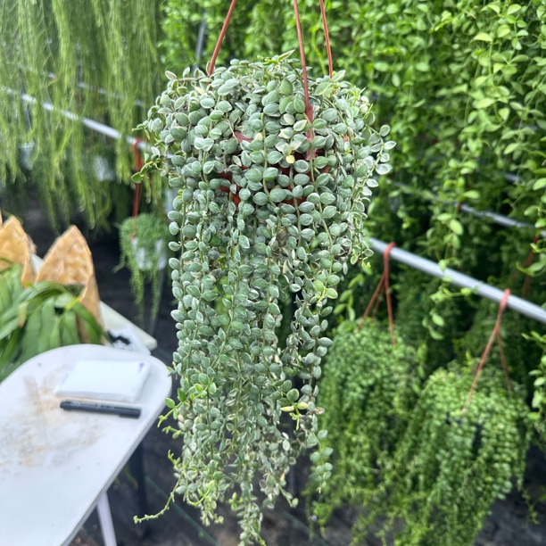 小盆串钱藤锦吊兰迷你盆规格嫩绿饱满带盆带土发货