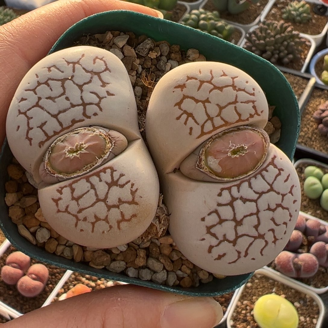 红网纹灵耀玉多肉植物百科