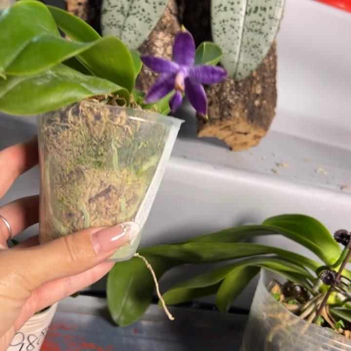 不开花植物原生2.5