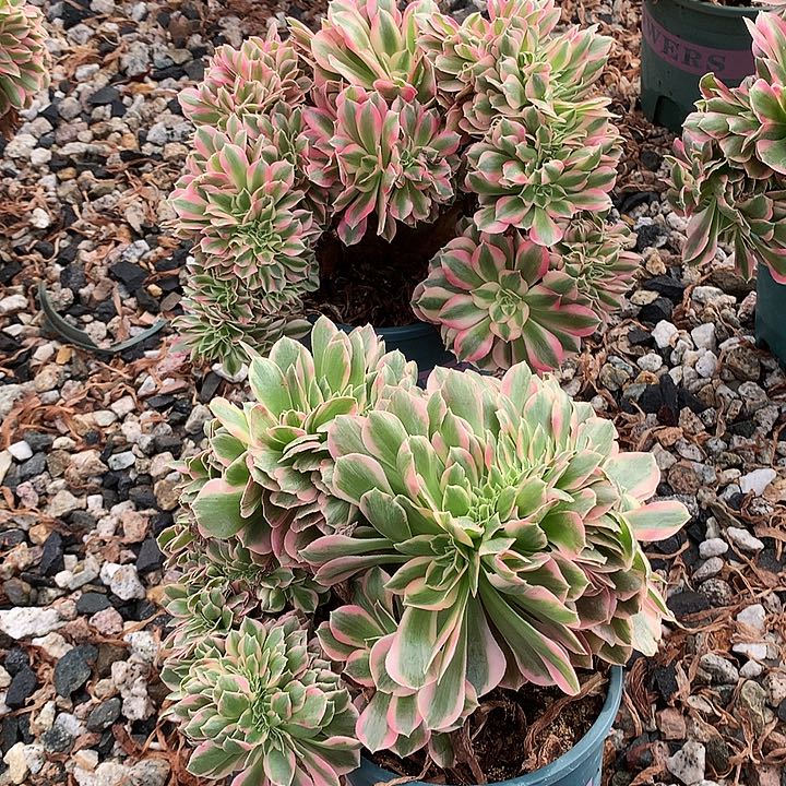 两个缀化脱土发货啊