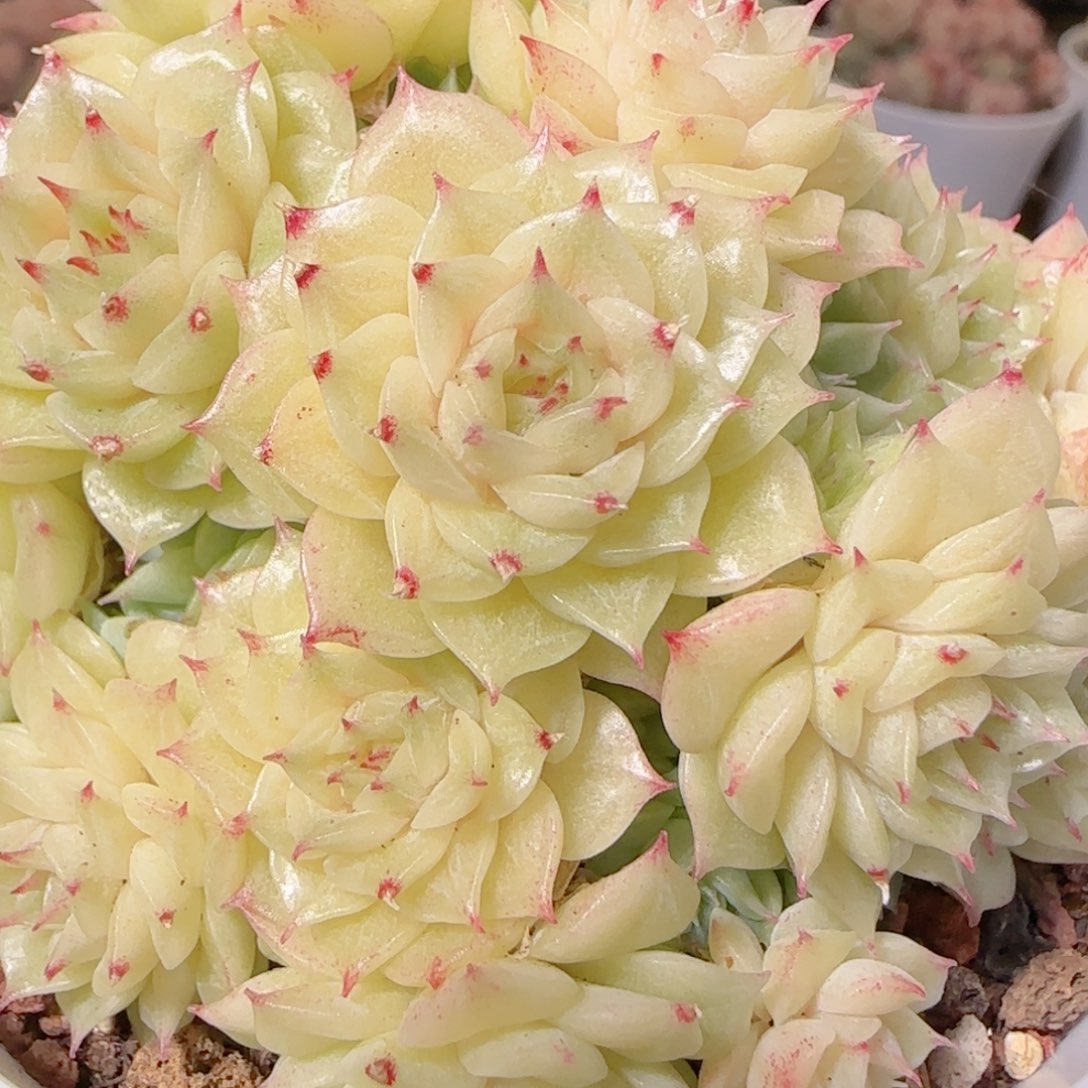 花语逸镜1129-115散