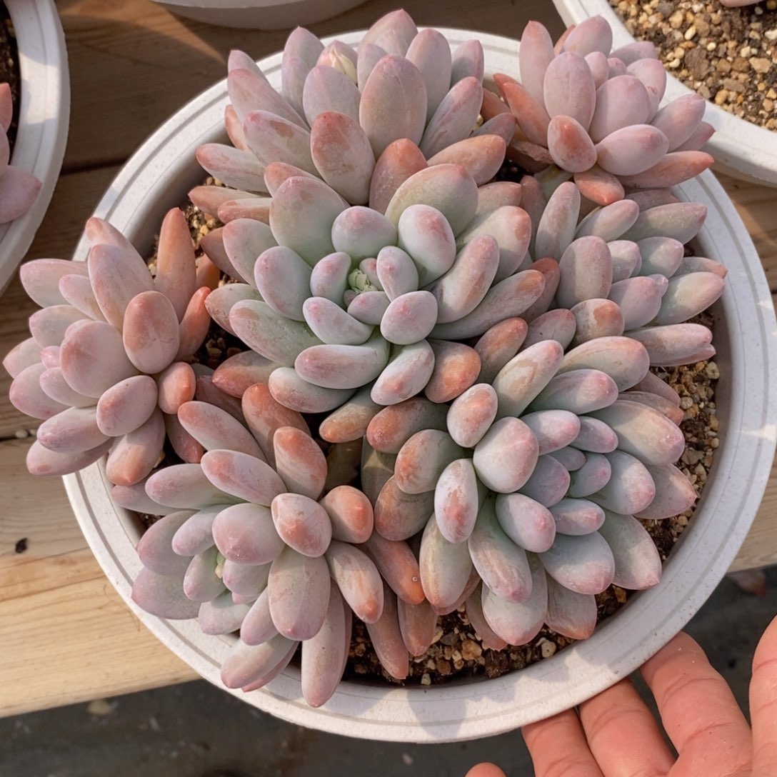 可问主播品种，下滑链接更多品种多肉选择