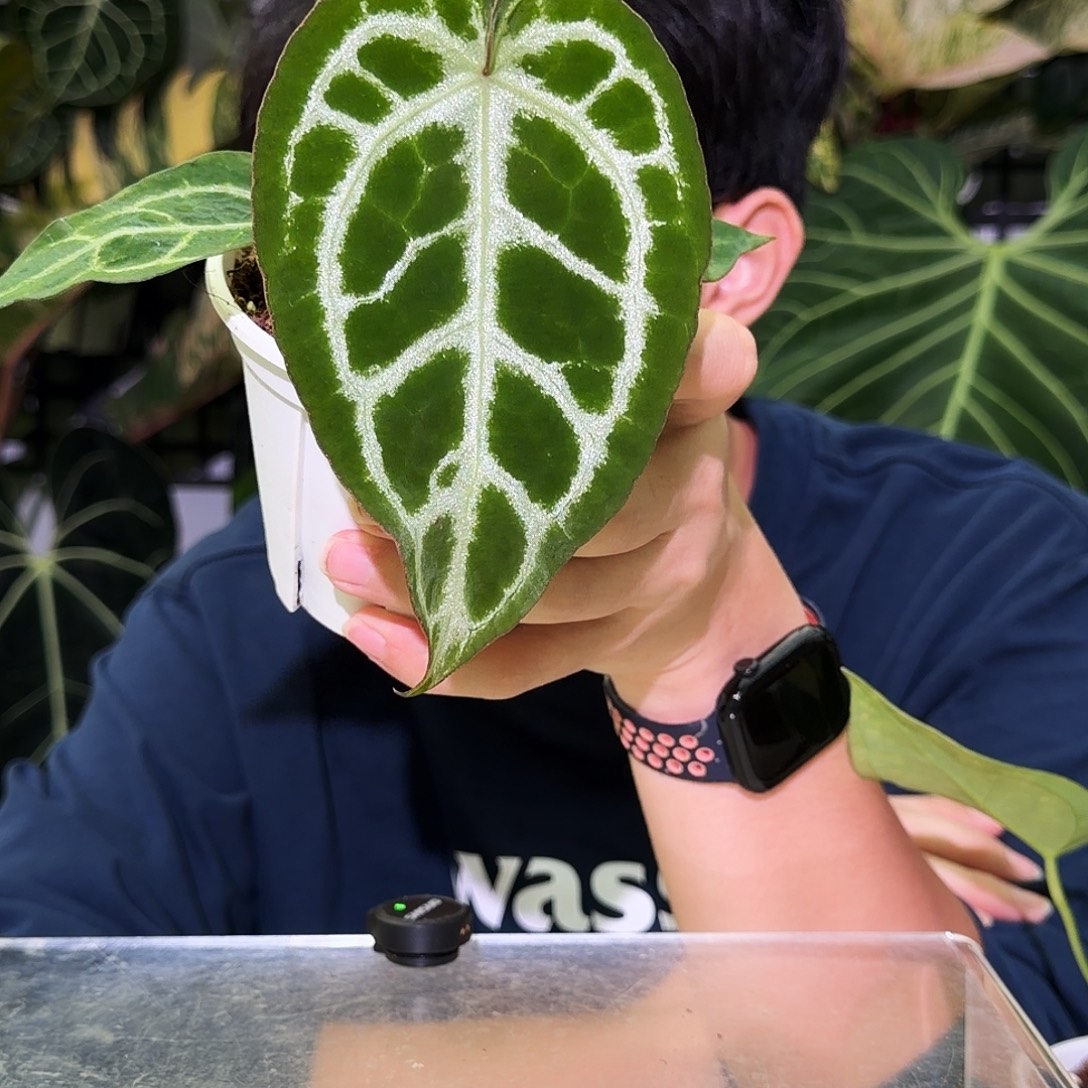 完全开放S46 极致撕裂纹