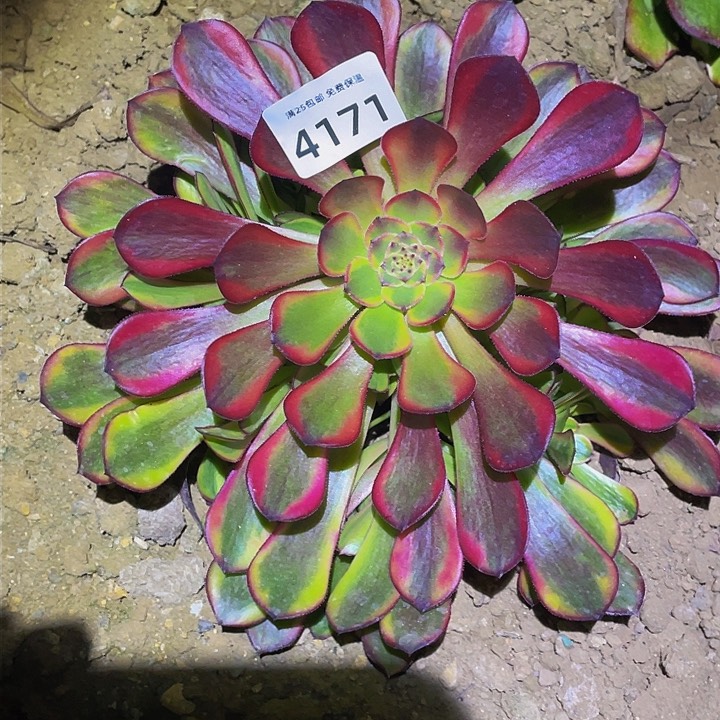 4171祝融多肉植物