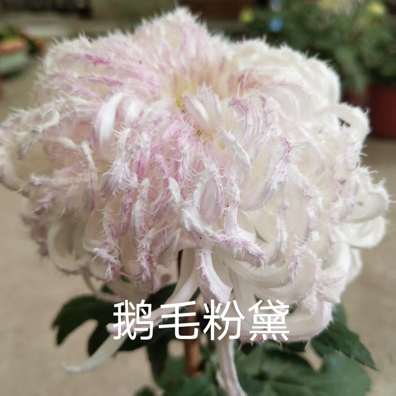 鹅毛粉黛，2棵菊花小苗，穴盘苗。